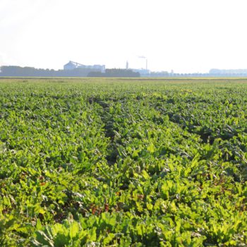 Nutriënten uit agro-biomassa